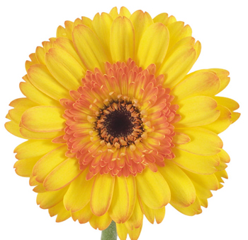 Vibrant yellow and orange bicolor Gerbera daisy with a dark center, perfect for bright event décor and floral arrangements.
