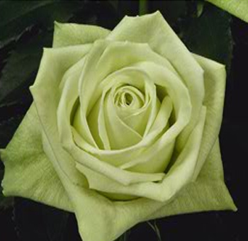 Green Tea Bulk Green Rose with soft green petals, ideal for weddings, garden parties, and creating fresh, modern bouquets with timeless elegance.