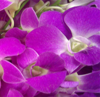 Wholesale Hot Pink Orchids
