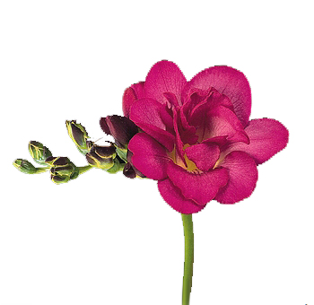 A vibrant hot pink freesia flower in full bloom, featuring bright fuchsia petals with a hint of yellow in the center, accompanied by green buds along the stem.