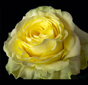 Ilios Yellow Rose with soft yellow petals and velvety texture, perfect for bulk floral arrangements, weddings, and celebrations of joy and friendship.