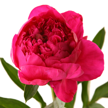 A vibrant fuchsia peony flower in full bloom, featuring bold, ruffled petals with a rich pink hue and accompanied by green leaves for a striking floral display.
