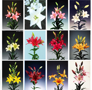 Grid of 12 different LA Hybrid Lilies showcasing various colors, including white, pink, red, orange, and yellow blooms, perfect for weddings and floral arrangements.