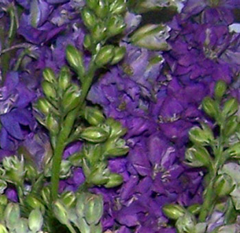 Graceful blue lavender larkspur adds airy texture to weddings, luxury centerpieces, and garden-inspired floral styling.