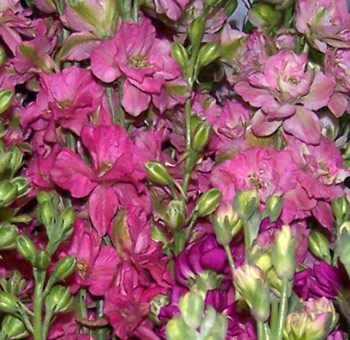 Bold dark pink larkspur with tall, delicate blooms, perfect for weddings, floral gifts, or romantic event arrangements.