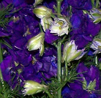 Elegant purple larkspur blooms offer rich vertical color, ideal for weddings, floral designs, and premium event bouquets.