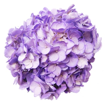 Jumbo Lavender Hydrangea tinted bloom with soft purple petals, ideal for elegant floral arrangements and event décor.