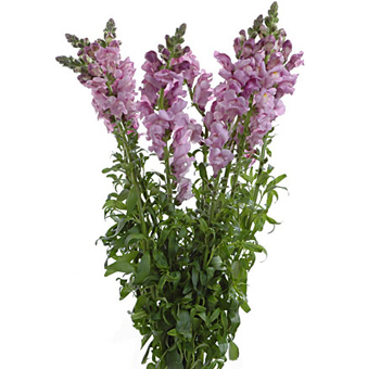 Bunch of lavender snapdragon flowers with tall, upright stems and dense green foliage, adding vertical elegance to floral arrangements.