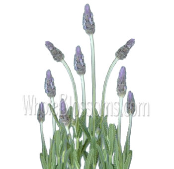 Fresh lavender flowers with soothing color and scent, ideal for rustic weddings, next-day delivery, and floral gifts.