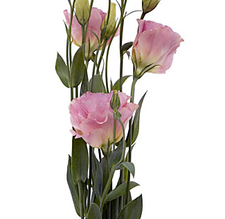 Elegant pink lisianthus blooms ideal for luxury weddings, garden-inspired arrangements, and upscale floral design and gifting.