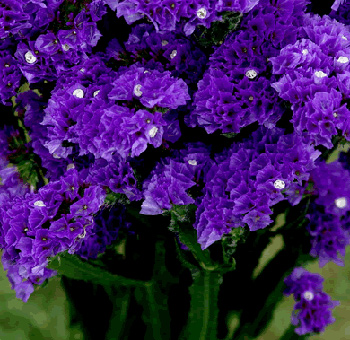 Close-up of rich blue-purple Statice flowers with papery petals, adding a bold touch of color and texture to floral arrangements and event décor.