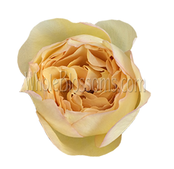 Close-up of a Caramel Piaget Just Peachy Garden Rose bloom with soft peachy petals and intricate folds, perfect for elegant bouquets.