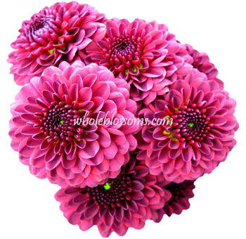 Vibrant bouquet of Purple Button Pom Flowers with lush, round petals, perfect for adding bold color to wedding arrangements and special event décor.