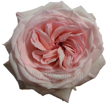 Close-up of Prince Jardinier Light Pink Garden Roses in a bouquet, showcasing delicate ruffled petals.