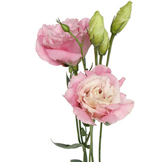 Romantic pink lisianthus with soft ruffled petals, perfect for weddings, floral gifts, and premium event or bridal flower styling.