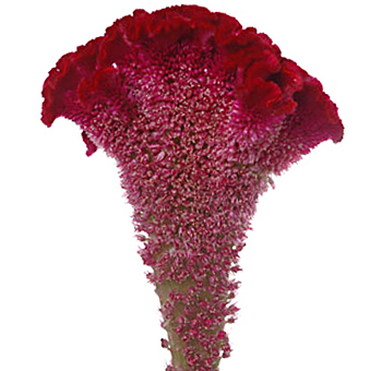 Wholesale red cockscomb celosia flowers used in wedding bouquets and elegant centerpieces.