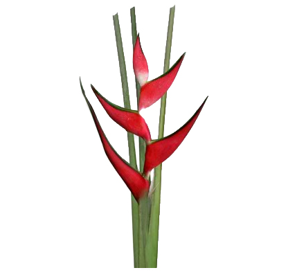 Red Heliconia flower with pointed petals and green stems, arranged in a vertical tropical display.