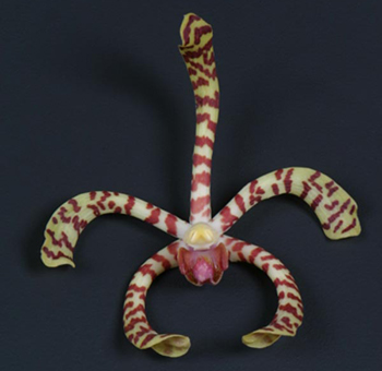 Tiger Tail Mokara