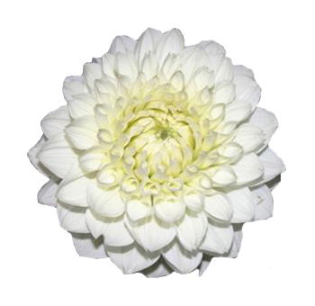 White Dahlia Flower