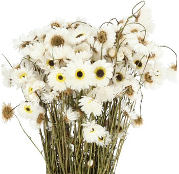 Dried Acroclinium - White Flowers
