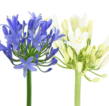 Agapanthus