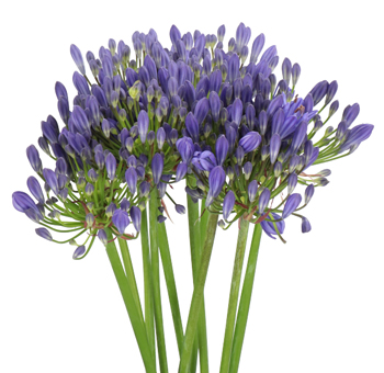 Elegant agapanthus in blue with purple cast, ideal for statement wedding florals and artistic event flower designs.
