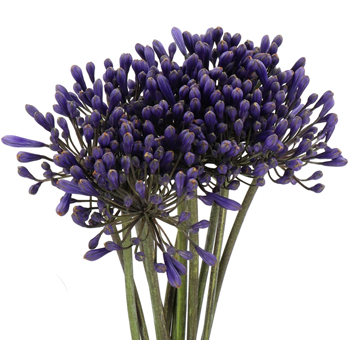 Striking blue agapanthus with purple undertones, ideal for weddings, luxury floral gifts, and bold event arrangements.