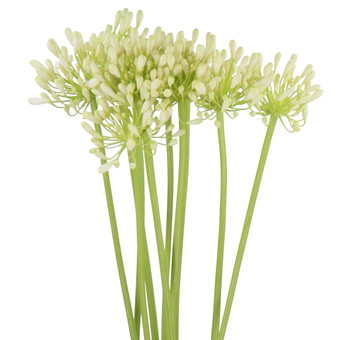Graceful white agapanthus blooms bring modern charm to weddings, luxury events, and floral gift arrangements.