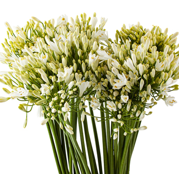 Bright white agapanthus with long-lasting stems, perfect for contemporary weddings, floral décor, or event arrangements.