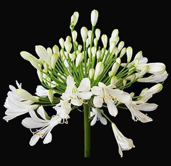 Elegant white agapanthus with star-shaped blooms, ideal for weddings, centerpieces, and premium event floral styling.