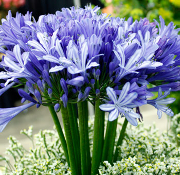 Vibrant blue-purple agapanthus adds bold color to upscale weddings, centerpieces, and premium floral arrangements.