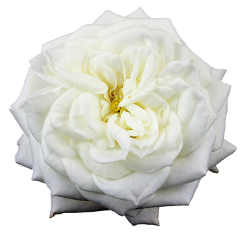 Alabaster White Garden Rose with lush white petals and a hint of yellow at the center, perfect for elegant floral arrangements and wedding decor.