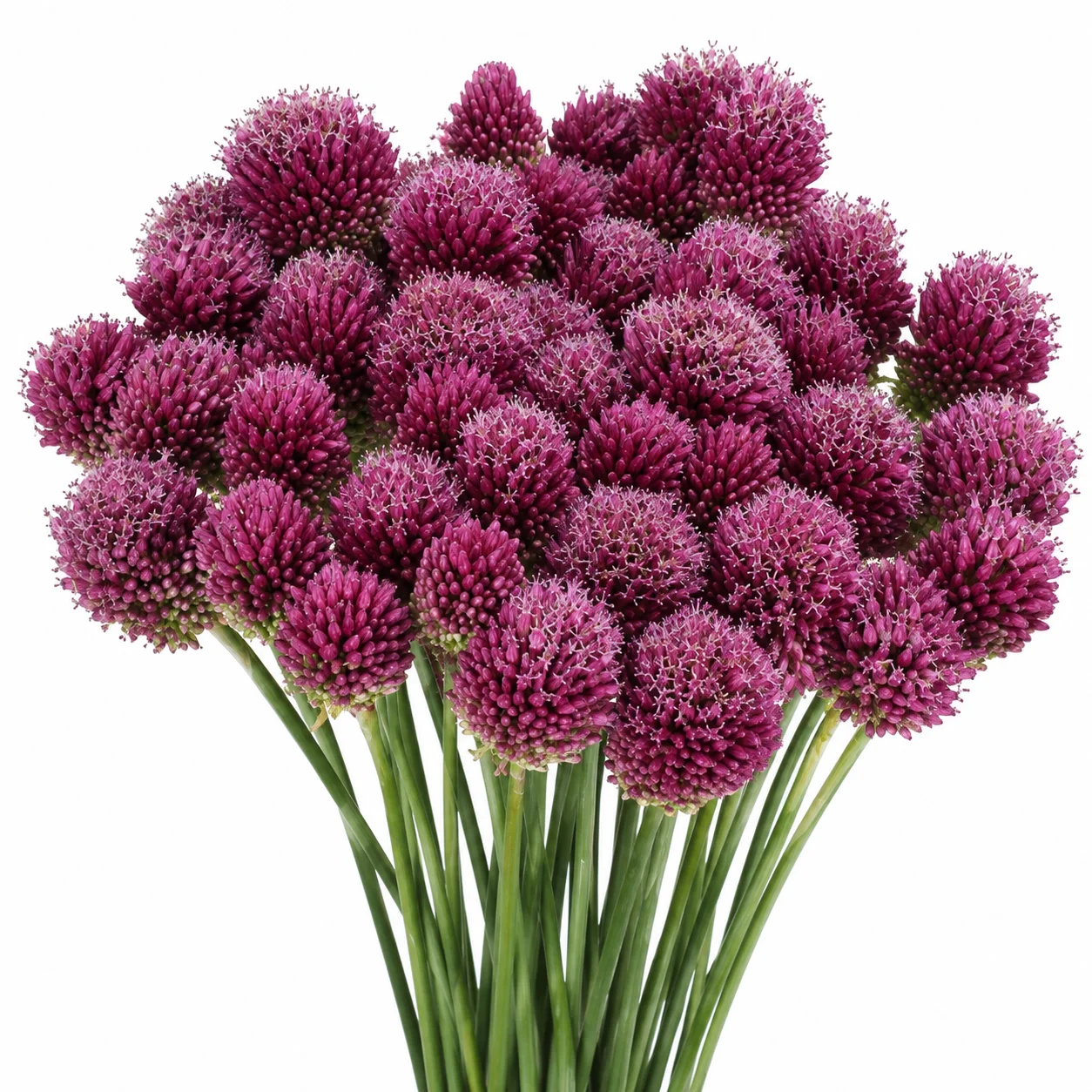 Allium Bullit Burgundy blooms showcasing deep burgundy tones, ideal for elegant wedding and event floral designs.