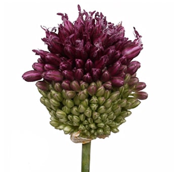 Refined Allium Bullit in deep violet hues, perfect for bold wedding centerpieces, modern florals, or upscale bouquets.