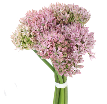 Buy Allium Pink Jewel bulk wedding flowers – premium wholesale blooms for romantic floral designs & event décor.