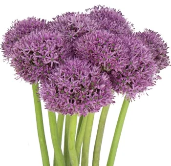 Fresh purple Allium Gladiator flowers, perfect for grand spring weddings, adding vibrant color and striking elegance to any arrangement.