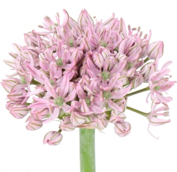 Elegant Pink Jewel allium with pastel charm, ideal for romantic weddings, refined gifts, and premium floral styling.