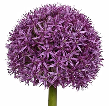 Spherical purple Allium Ambassador adds modern elegance to weddings, garden events, and sculptural floral displays.