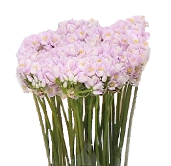 Beautiful Allium Roseum pink wholesale flowers, delicate pastel blooms perfect for weddings, events & floral arrangements.