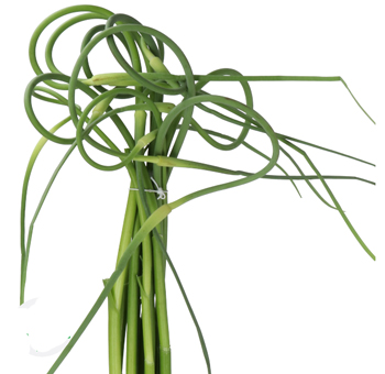 Green allium Sat Ophiosco variety, ideal for weddings, gifts, and unique floral designs.
