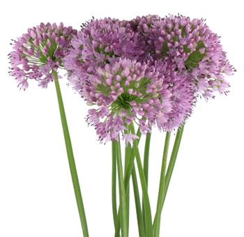 Lavender allium Senescens flowers with airy form, perfect for weddings, spring décor, and gifts.