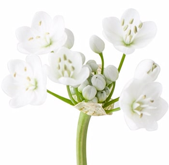 Fresh white Allium Neapolitanum flowers, ideal for elegant spring weddings, adding a delicate and timeless charm to any arrangement.
