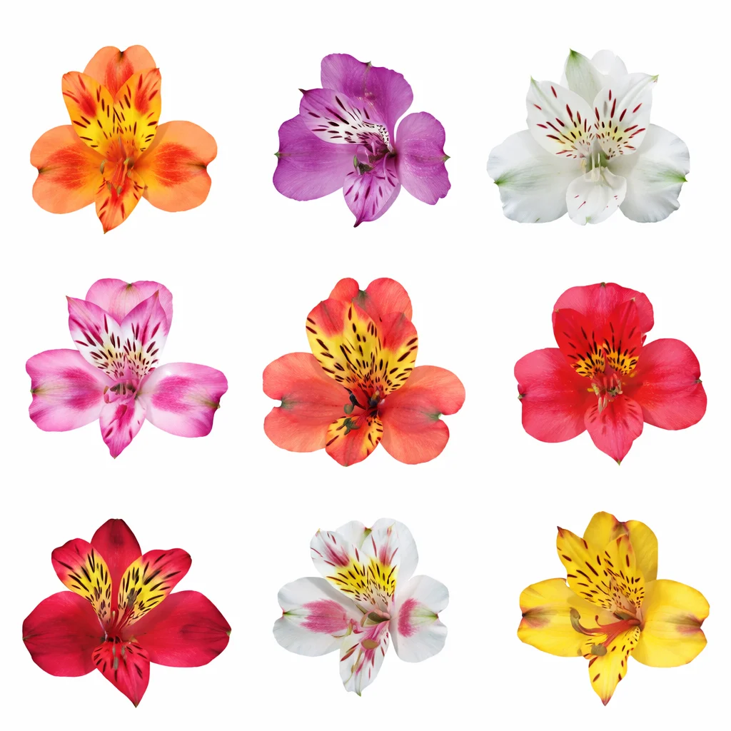 Assorted Alstroemeria flowers in various vibrant colors including orange, purple, pink, red, and yellow, available in a \'Choose Your Colors\' option with 200 stems, perfect for brightening floral arrangements for events and celebrations.
