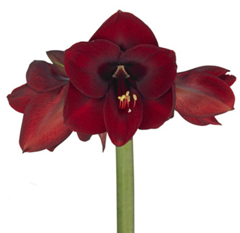 Amaryllis Burgundy - Night Fever