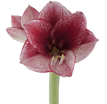 Amaryllis For Sale