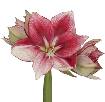 Amaryllis