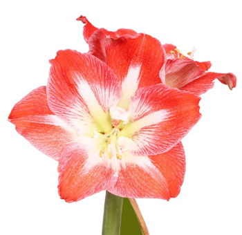 Amaryllis Flower