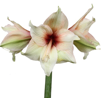 Amaryllis For Sale