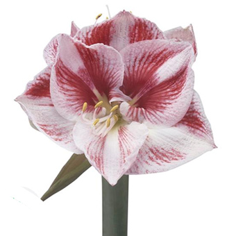 Hippeastrum