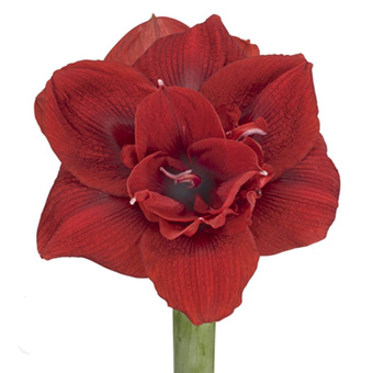Scarlet Nymph red Amaryllis bursting with passion, ideal for weddings, festive bouquets, or winter floral gifts.
